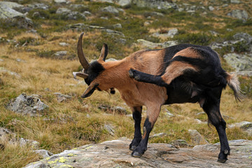Ziege in den Bergen in Südtirol
