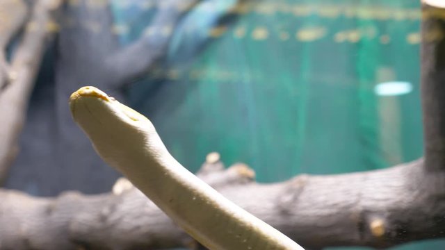 A large yellow Python crawls around its enclosure in search of prey