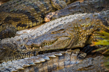 Captive bred crocodiles in Tunisia