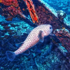 tropical​ puffer fish in deep​ Blue​ sea​ scuba​ diving​ Thailand​ © ake