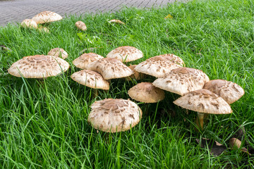 Group of large mushrooms in a meadow along the road