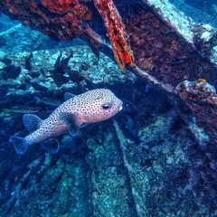 tropical puffer​ fish in deep​ Blue​ ocean​ scuba​ diving​ asia thailand