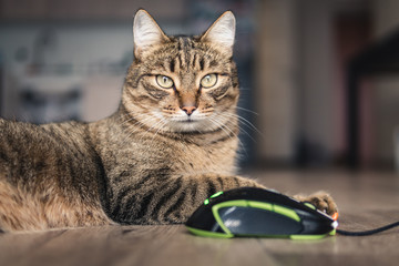 domestic cat and computer mouse.