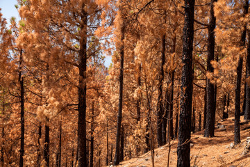 Obraz premium Gran Canaria, October