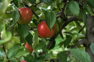 Apfel Äpfel Apfelernte in Südtirol