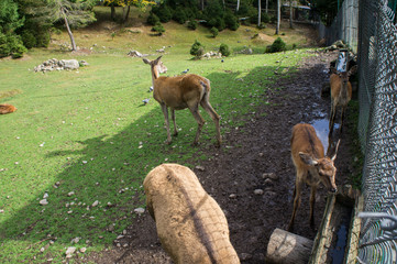 Young deer behind the fence bars. Zoo with aviary.