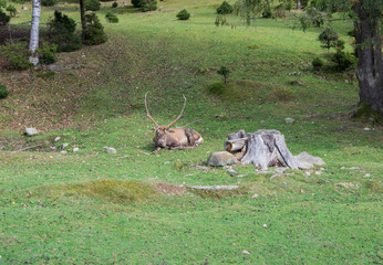 Horned reindeer in a meadow near a forest in the wild.