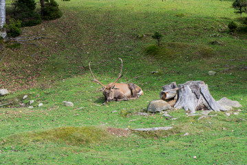 Horned reindeer in a meadow near a forest in the wild.