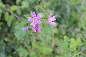 Obraz premium flower in the garden