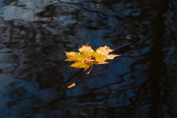 Jesień w Parku Lubomirskich, Białystok, Podlasie, Polska © podlaski49
