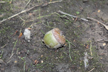 snail on leaf