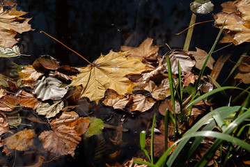 Jesień w Parku Lubomirskich, Białystok, Podlasie, Polska © podlaski49