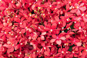 Background from fresh flowers of orchids. Many colors of orchids texture. Close-up of red orchid...