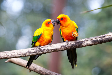 Perruche conure soleil