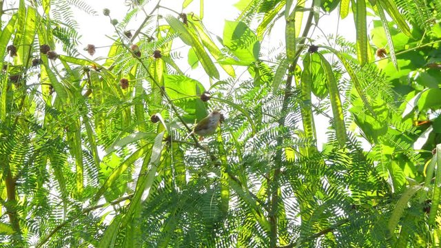 Common tailorbird (Orthotomus sutorius) perching on tree branch in the morning