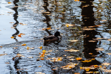 Jesień w Parku Lubomirskich, Białystok, Podlasie, Polska © podlaski49