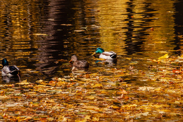 Jesień w Parku Lubomirskich, Białystok, Podlasie, Polska © podlaski49