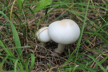 mushroom in grass