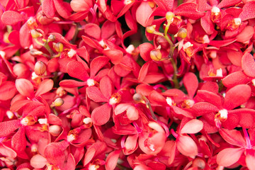 Background from fresh flowers of orchids. The concept of natural flowers colors. Close-up of red...