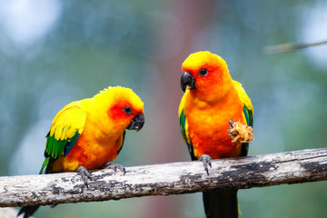 Perruche conure soleil