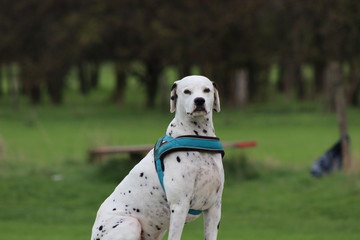 Dalmatiner Hund