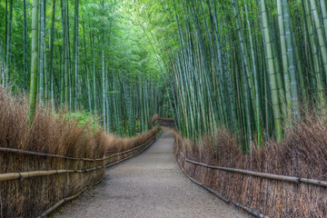 Kyoto, foresta di bamboo
