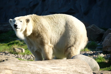 Eisbär im Sommer