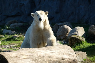 Eisbär im Sommer