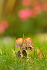 Zwei Pilze stehen im Herbst auf einer Grünen Wiese am Morgen im Morgentau, Herbststimmung