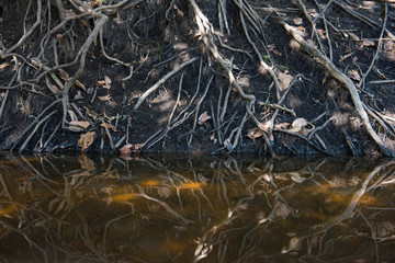 Tree roots out in the ground in the riverside at Pantanal,  in Mato Grosso do Sul, Brazil