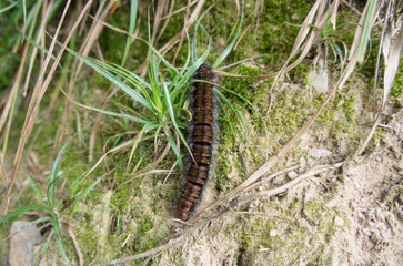 A huge furry caterpillar creeps in the grass.