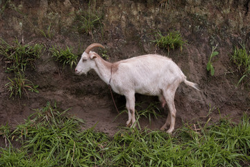 Obraz na płótnie Canvas White goat in the ravine