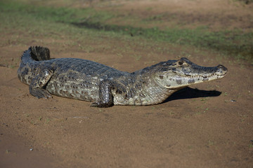 Alligator in the Brazilian wetlands, know as Pantanal, during a sunny day