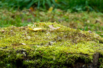 Old stump covered by green moss closeup. Selective focus.