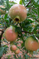 pomegranate fruit