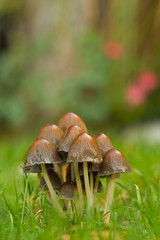 Eine Gruppe von Pilzen steht im Herbst auf einer grünen Wiese im Morgentau, Herbststimmung