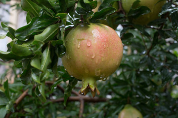 pomegranate fruit