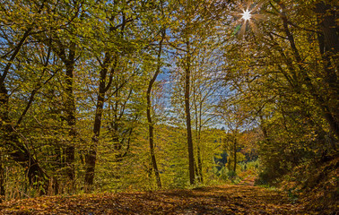 Mit buntem Laub bedeckter Waldweg im Herbst.