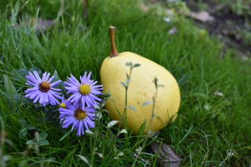 yellow pear in green grass