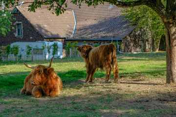 schottische Hochlandrinder auf einem Bauernhof, Highland Cattle