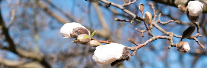 Magnolia tree. Spring in the garden