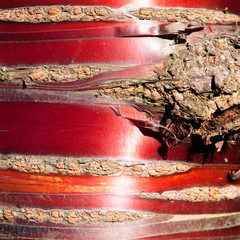 Bark of the cherry tree