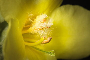 Lilie © Rainer Schmitz