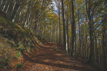 Foliage