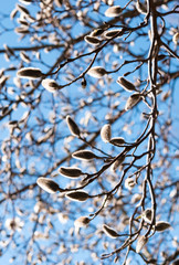 Magnolia tree. Spring in the garden