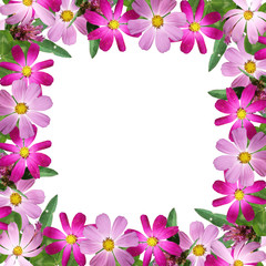 Beautiful flower background of clover and kosmeya. Isolated