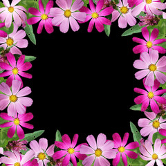 Beautiful flower background of clover and kosmeya. Isolated