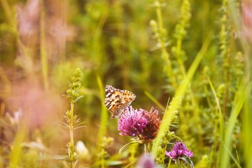painted lady (Vanessa cardui) butterfly enjoys nectar from a clover flower, blooming in a farm forb field, soft and pastel colors of a sunny summer midday, blurred background, copyspace design image