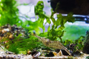 cute and funny animal Palaemon adspersus, Baltic prawn, saltwater decapod crustacean, inspects sea bed for food with its periopods and antennas in green algae, marine biotope aquadesign of Black Sea