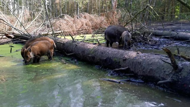 wild boar (Sus scrofa) looking for food in the water
